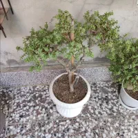 بونسای کراسوالا خرفه ای