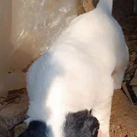 واگذاری توله سگ پوینتر ماده توضیحات بخوانید