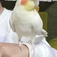 عروس نروماده لوتینو