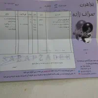 گوشواره البرودونا و پلاک حرفA|جواهرات|مشهد, اقبال|دیوار