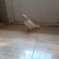 شاه کفتر غریب گیر