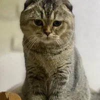 گربه اسکاتیش دبل فولد