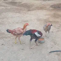 دو عدد مرغ ویکی خروس بفروش می‌رسد