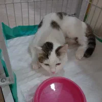 دختر مهربون