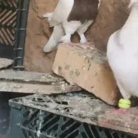 کبوتر طوقی سرحال