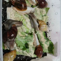 حلزون،پرورش حلزون،کار درمنزل