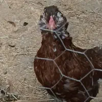 تخم مرغ گلین و امروک نطفه دار|حیوانات مزرعه|فاضل آباد, |دیوار