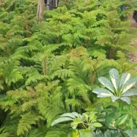 گل وگیاه اپارتمانی وباغچه ای|گل و گیاه طبیعی|اهواز, کوی ملی راه|دیوار