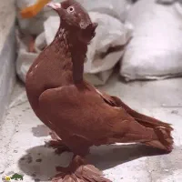 کبوتر سرخ