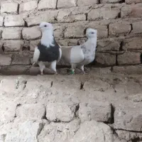 طوقی نرماده