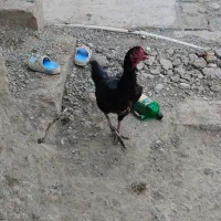 ماده مرغ لاری