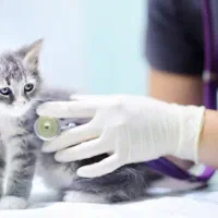 نیروی خدمات کلینیک دامپزشکی
