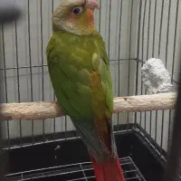 گرینچیک آناناسی