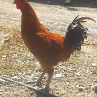 خروس فروش