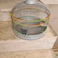 قفس|لوازم جانبی حیوانات|پردیس, فاز ۲|دیوار