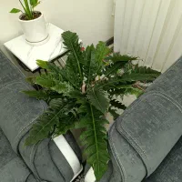 موج عشق و برگ درشت|گل و گیاه طبیعی|میانه, |دیوار