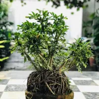 شفلرا بنسای