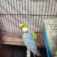 مرغ عشق و کوتوله