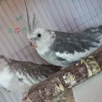 جفت عروس هلندی