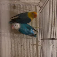 فروش طوطی برزیلی جفت