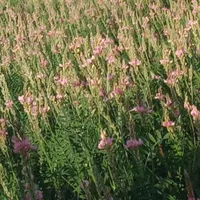 بذر یونجه اسپرس درجه یک