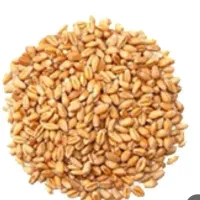 گندم