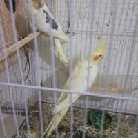 جفت عروس هلندی کارداده