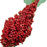 فروش نهال سماق