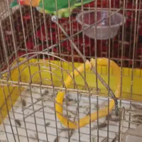 پرنده کوتوله طوطی|پرنده|آشتیان, |دیوار