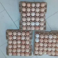 فروش تخم مرغ مخصوص قنادی ها