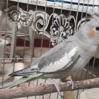 عروس هلندی سینامون با قفس و لوازم کامل