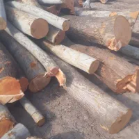 خریدچوب تیر سقفی بالاترین قیمت به صورت نقدی|خدمات باغبانی و درختکاری|بجنورد, |دیوار