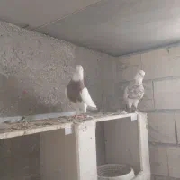 کبوتر|پرنده|کنگاور, |دیوار