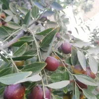 عناب تازه روی درخت|خوردنی و آشامیدنی|مشهد, موسوی قوچانی|دیوار