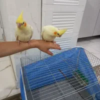 ۲تا عروس هلندی رام رام رام|پرنده|هشتگرد, هشتگرد قدیم|دیوار