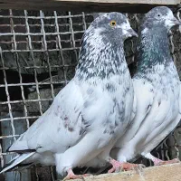 کبوتر پروازی درجه یک|پرنده|قائم‌شهر, |دیوار