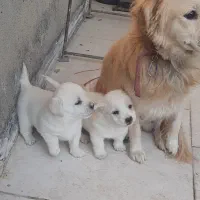 سگ پاپی با توله هاش