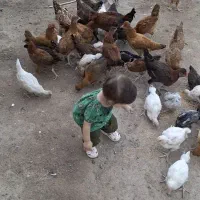 انواع مرغ خروس و لاری