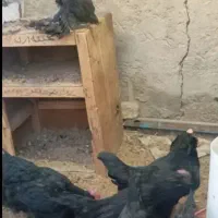 تخم مرغ نطفه دارزینتی|حیوانات مزرعه|شیراز, شیخ علی چوپان|دیوار