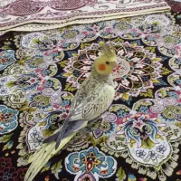 عروس هلندی فول سخنگو