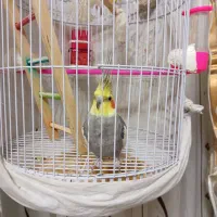 عروس هلندی نر