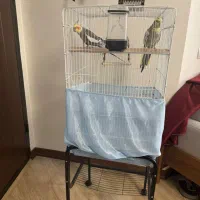 یک جفت عروس هلندی با قفس و پایه قفس|پرنده|ری, جوانمرد قصاب|دیوار