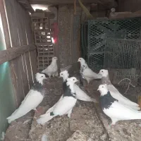 کفتر|پرنده|قم, باجک یک|دیوار