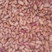 فروش لوبیا چیتی|عمدهفروشی|خورموج, |دیوار