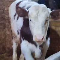 گوساله سیمینتال اصل