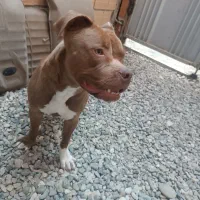 پیت بول|سگ|ساری, |دیوار