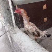 تخم اوشاموخالص|حیوانات مزرعه|قائمشهر, |دیوار