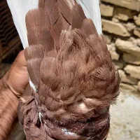 کبوتر|پرنده|فسا, |دیوار