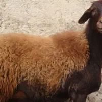 فروش گوسفند