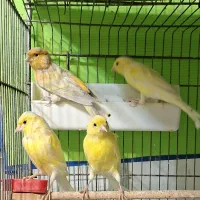 قناری ماده
